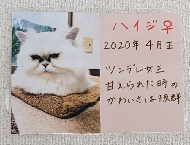 福岡県糸島市志摩芥屋にある保護猫カフェ「take9」にいる保護猫の「ハイジ」の説明画像