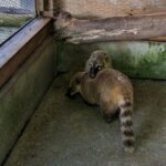 福岡県糟屋郡久山町にある「トリアスふれあい動物園」にいるハナグマの画像