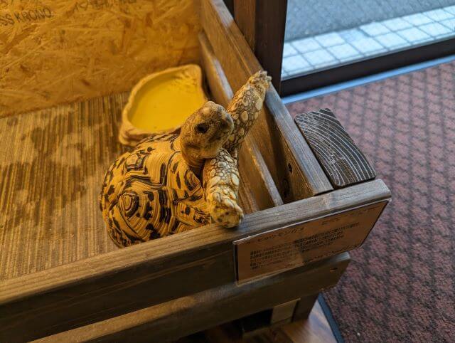 福岡市博多区にある爬虫類カフェ「Dragon Valley（ドラゴンバレー）」にいるヒョウモンガメの画像
