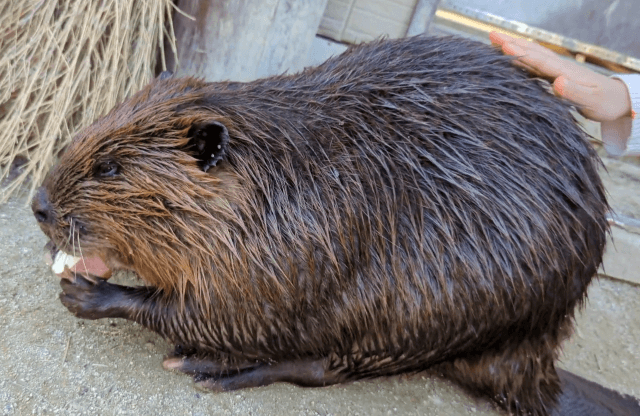 福岡県糟屋郡久山町にある「トリアスふれあい動物園」にいるアメリカビーバーがサツマイモをもらって食べている画像