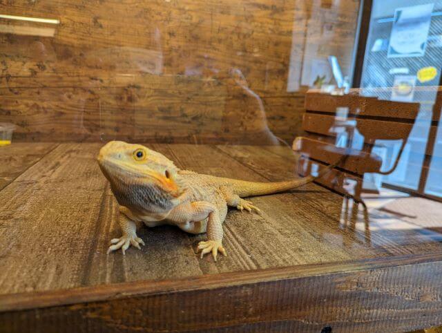 福岡市博多区にある爬虫類カフェ「Dragon Valley（ドラゴンバレー）」にいるフトアゴヒゲトカゲ