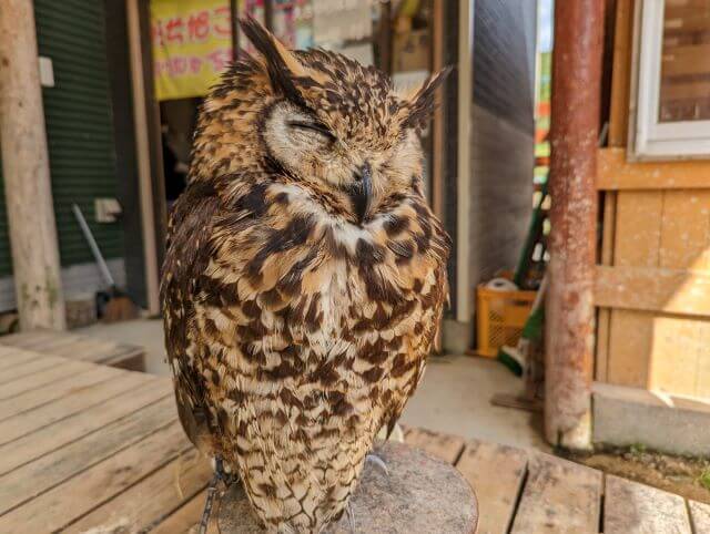 佐賀県伊万里市の「りんちゃん牧場ふれあいパーク」にいるマッキンダーワシミミズクの画像