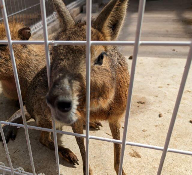 佐賀県伊万里市の「りんちゃん牧場ふれあいパーク」にいるマーラの画像