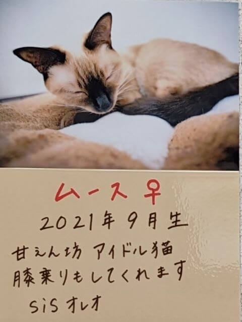 福岡県糸島市志摩芥屋にある保護猫カフェ「take9」にいる保護猫の「ムース」の説明画像