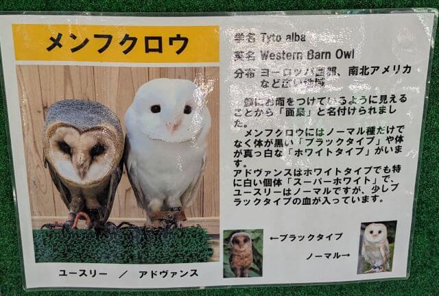 福岡県大野城市にある株式会社アシュラン本社内の「バードハウス」にいるメンフクロウの説明画像