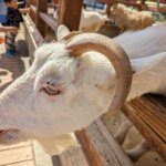 福岡県糟屋郡久山町にある「トリアスふれあい動物園」にいるヤギの画像