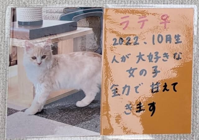 福岡県糸島市志摩芥屋にある保護猫カフェ「take9」にいる保護猫の「ラテ」の説明画像