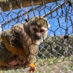 福岡県糟屋郡久山町にある「トリアスふれあい動物園」にいるリスザルの画像