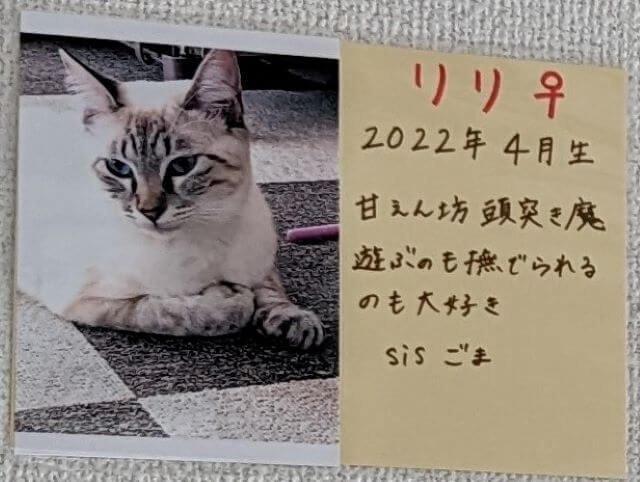 福岡県糸島市志摩芥屋にある保護猫カフェ「take9」にいる保護猫の「リリ」の説明画像