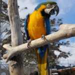 福岡県糟屋郡久山町にある「トリアスふれあい動物園」にいるルリコンゴウインコ