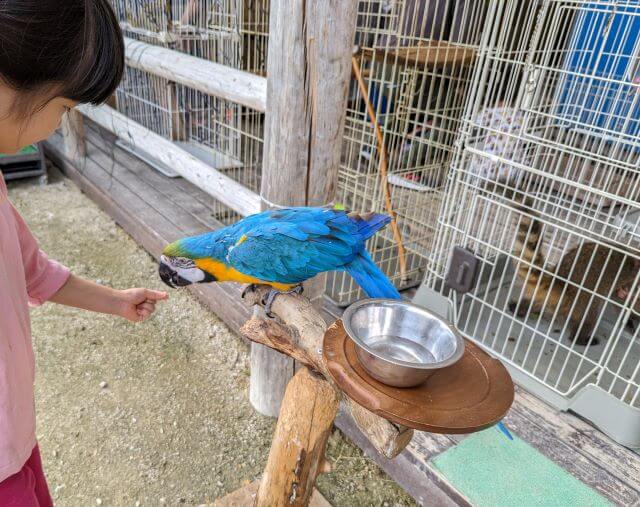 佐賀県伊万里市の「りんちゃん牧場ふれあいパーク」にいるルリコンゴウインコの画像