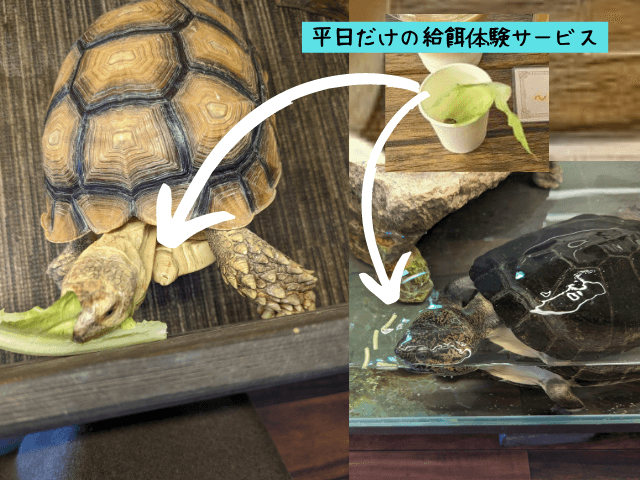 福岡市博多区にある爬虫類カフェ「Dragon Valley（ドラゴンバレー）」にいるカメに餌やり体験をしたときの画像