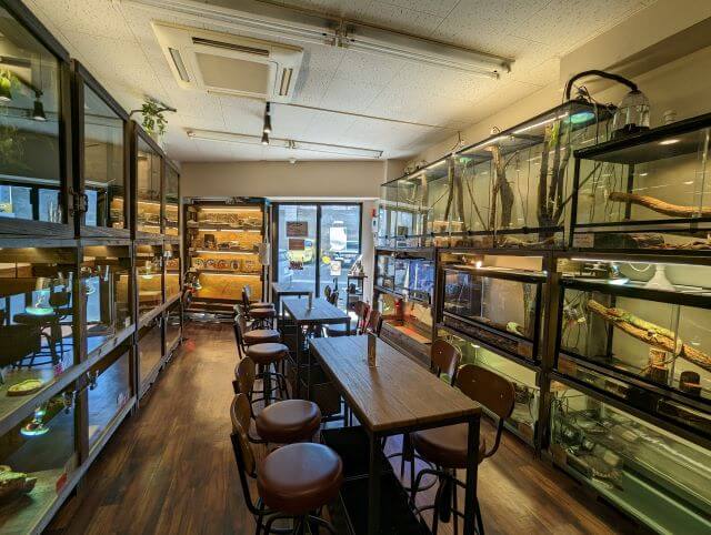 福岡市博多区にある爬虫類カフェ「Dragon Valley（ドラゴンバレー）」の店内「昼行性の生物がいる空間」画像