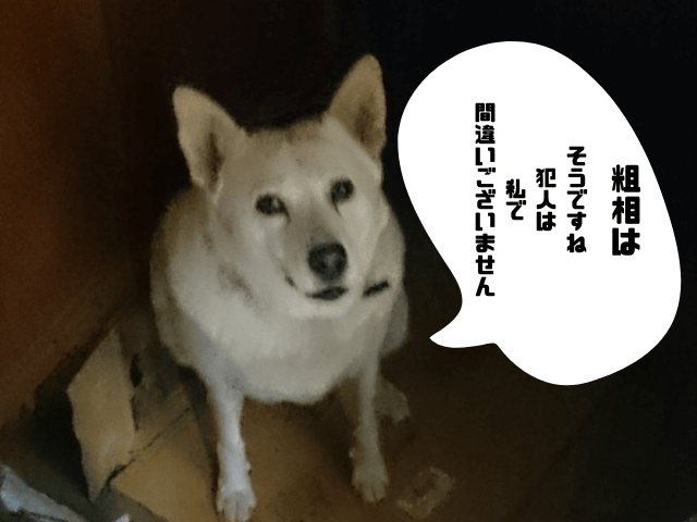 実際に実家で飼っている愛犬「シロ」さんの画像。「粗相は、そうですね、犯人は私で間違いございません」との吹き出しあり。