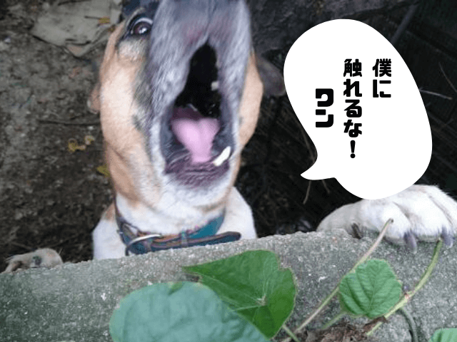 実際に飼っている愛犬「ハナクロ」の画像。「僕に触れるな！ワン」と吹き出しあり。