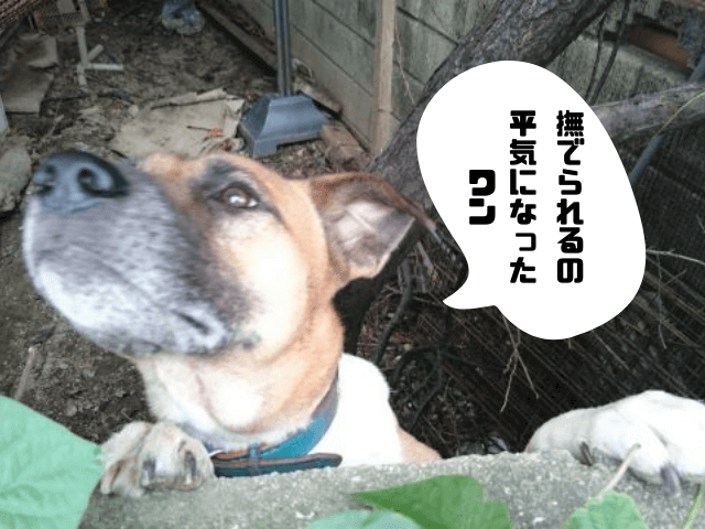 実際に飼っている愛犬「ハナクロ」の画像。「撫でられるの平気になったワン」と吹き出しあり。