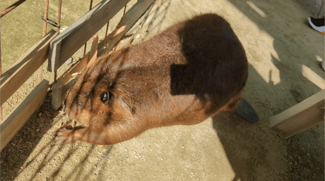 福岡県糟屋郡久山町にある「トリアスふれあい動物園」にいるアメリカビーバーのお母さん「キキ」がフラミンゴのうちを破壊している画像