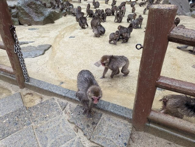 大分県にある高崎山自然動物園の雨の日の寄せ場、えさ場の様子で、沢山のサルが集まっている画像