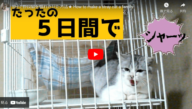 5日で野良猫を慣れさせた方法（YouTube）元野良猫ももちゃんの部屋のサムネイル画像。猫が威嚇しているところ。