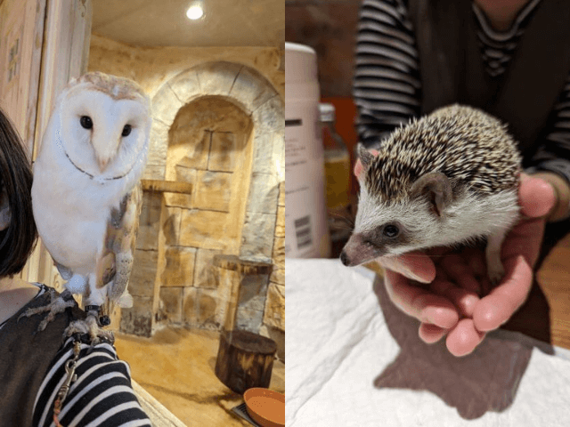 福岡県福岡市中央区にある「ふくろうのいるカフェ天神」にいるメンフクロウのメンゴロウとハリネズミのルンバと女性がふれあい体験をしている画像