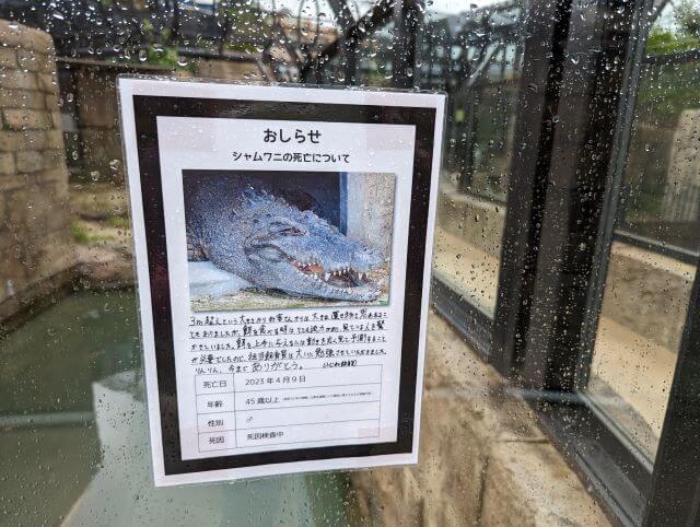 沖縄県沖縄市胡屋にある動物園「こどもの国沖縄ズージアム」にいたシャムワニの死亡についてのお知らせ画像