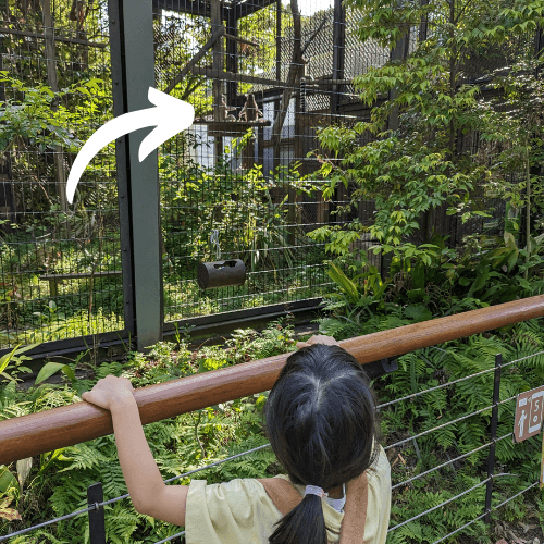福岡県北九州市にある到津の森公園にいるワオキツネザルとそれをみている女の子の画像。