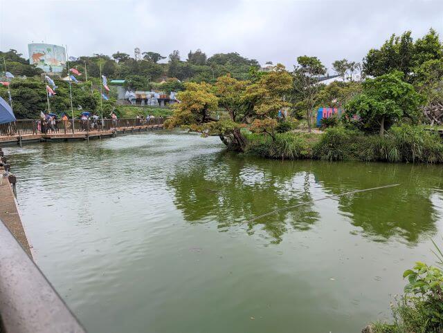 沖縄県沖縄市胡屋にある動物園「こどもの国沖縄ズージアム」の水鳥の池の画像。鯉が中に沢山泳いでいる。