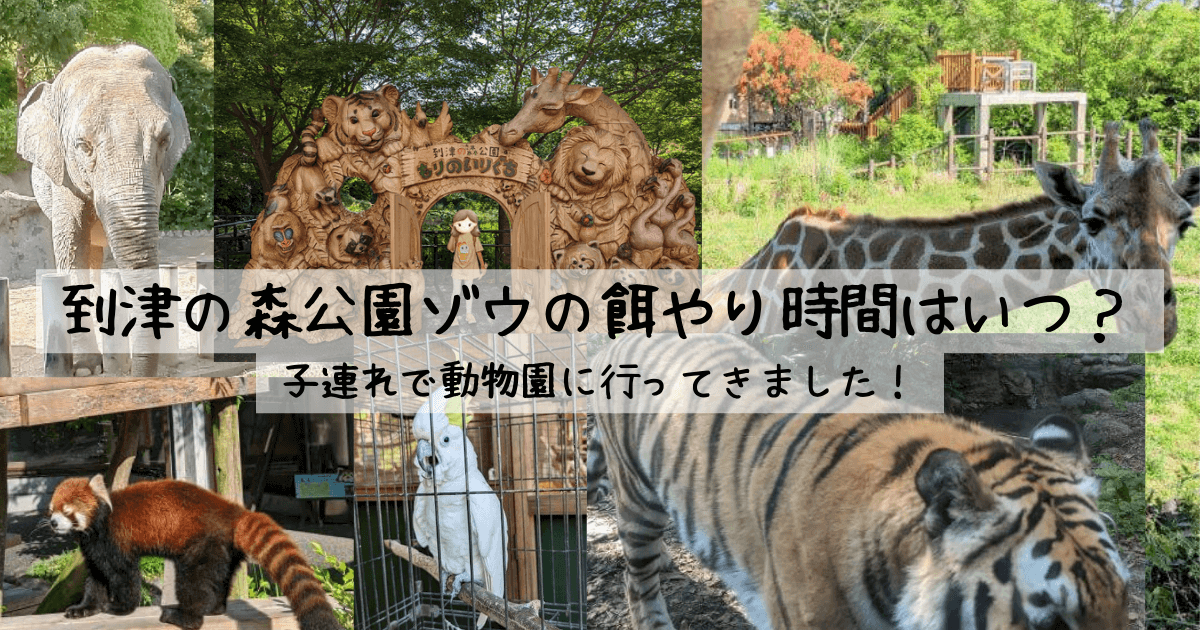 到津の森公園ゾウの餌やり時間はいつ？ | 子連れで動物園に行ってきました！アイキャッチ画像
