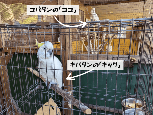 福岡県北九州市にある到津の森公園にいるキバタンのキックとコバタンのココの画像