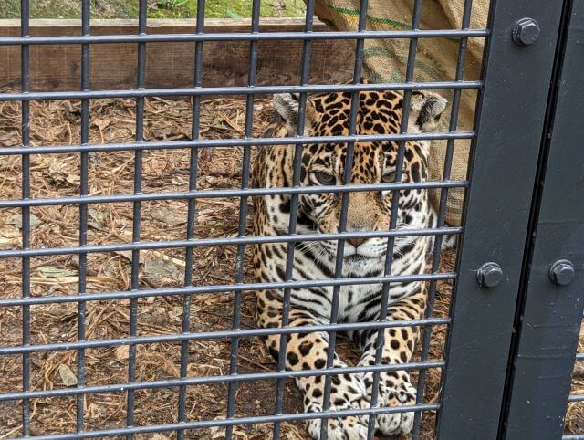 沖縄県沖縄市胡屋にある動物園「こどもの国沖縄ズージアム」にいるジャガーのルナの画像