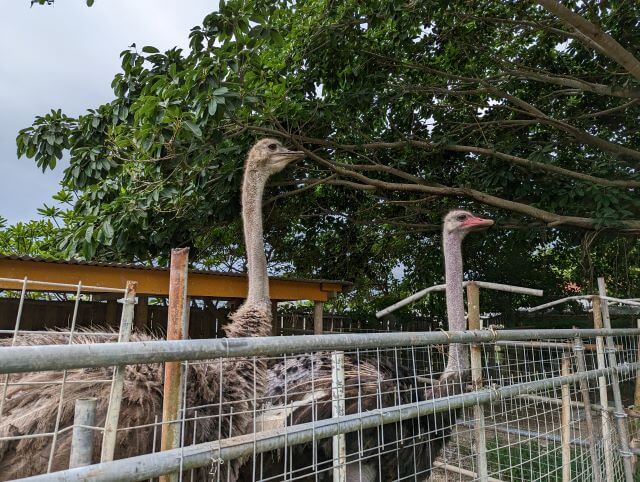 沖縄県国頭郡今帰仁村にある「だちょうランド沖縄」のダチョウ達の画像