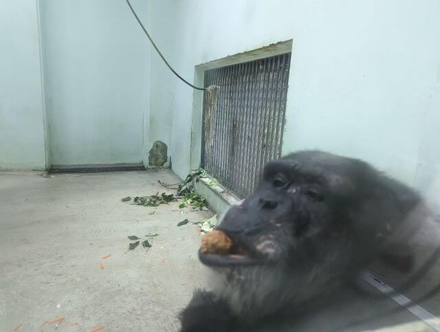 沖縄県沖縄市胡屋にある動物園「こどもの国沖縄ズージアム」にいるチンパンジーの画像