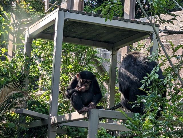 福岡県北九州市にある到津の森公園にいるチンパンジーのユパと母親のクララの画像