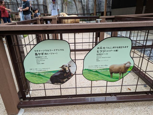 沖縄県沖縄市胡屋にある動物園「こどもの国沖縄ズージアム」のヒツジの餌あげ体験で、ヒツジさんが男の子からエサをもらおうとスタンバイしている様子。
