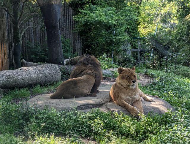 福岡県北九州市にある到津の森公園にいるライオン「ライ」さん（メス）と「リアン」くん（オス）の画像