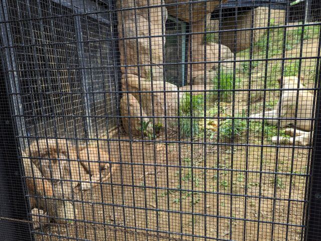 沖縄県沖縄市胡屋にある動物園「こどもの国沖縄ズージアム」にいるホワイトライオン「セラム」と「リズム」の画像