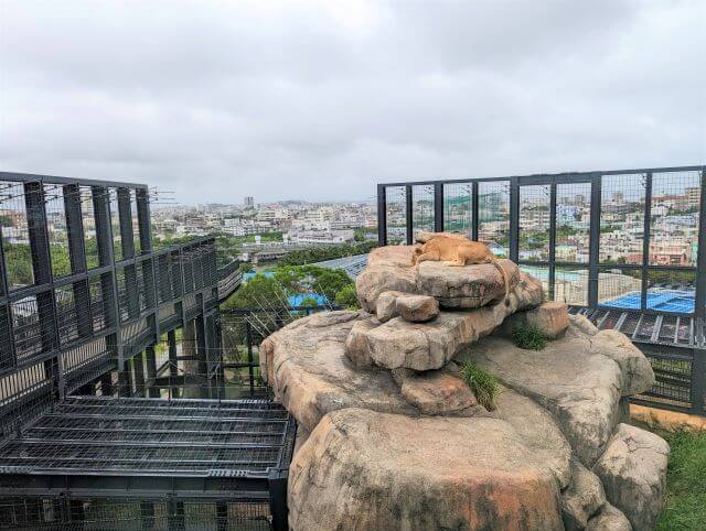 沖縄県沖縄市胡屋にある動物園「こどもの国沖縄ズージアム」にいるライオン「カノ」の画像