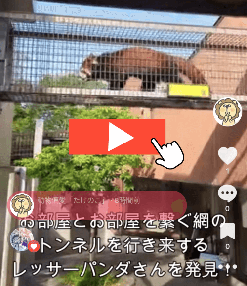 福岡県北九州市にある到津の森公園にいるレッサーパンダが部屋から部屋へ移動する際にある網のトンネルを移動している所の画像。タップすると、実際に撮ってきた動画に移動する。