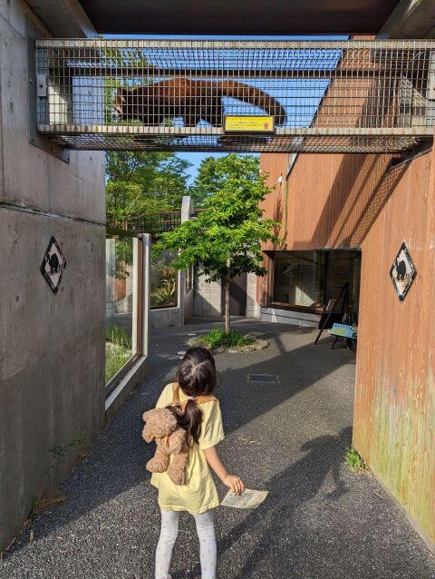 福岡県北九州市にある到津の森公園にいるレッサーパンダが部屋から部屋へ移動する際にある網のトンネルを移動している所。女の子が下からその様子を見ている画像。