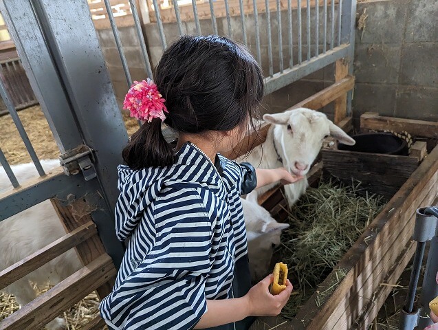 福岡市南区にある「ABURAYAMA FUKUOKA」（旧油山牧場もーもーらんど・油山市民の森）のふれあい家畜舎にいるヤギにエサをあげている画像