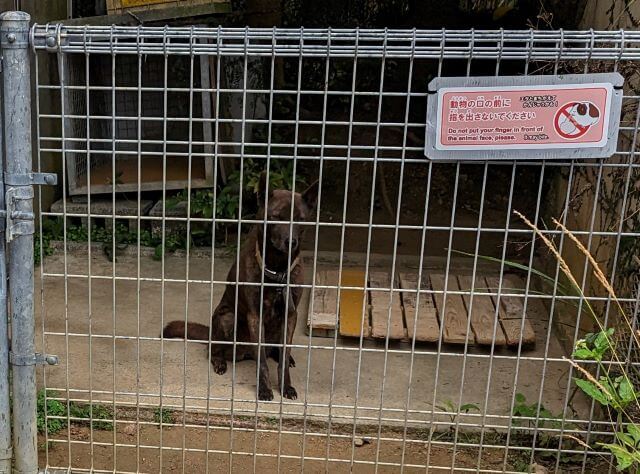 沖縄県沖縄市胡屋にある動物園「こどもの国沖縄ズージアム」にいる琉球犬の画像