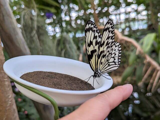 福岡県北九州市にある「響灘グリーンパーク」熱帯生態園にいる蝶