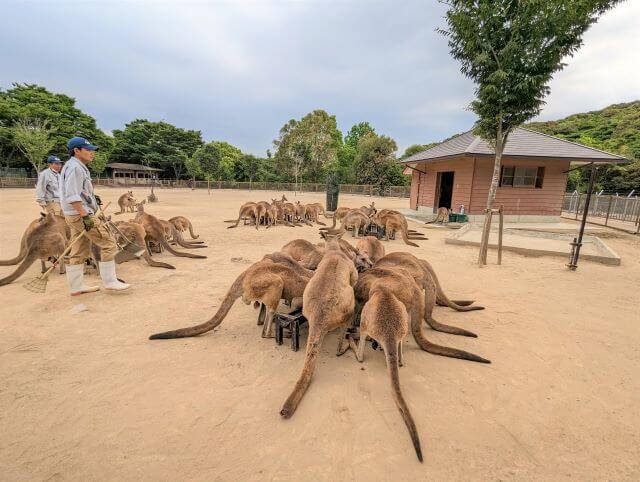 福岡県北九州市にある「響灘グリーンパーク」カンガルー広場にいるオオカンガルー達が食事をしている画像