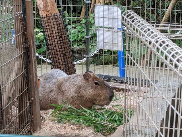 福岡県北九州市にある「響灘グリーンパーク」熱帯生態園にいるカピバラが草を食べている画像