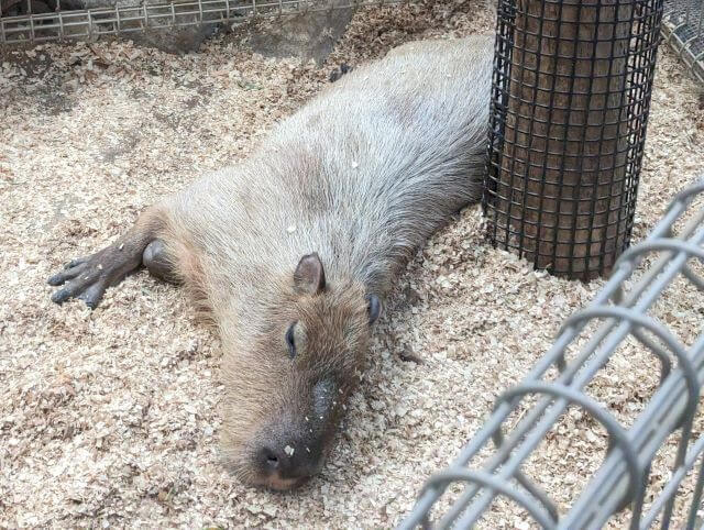 福岡県北九州市にある「響灘グリーンパーク」熱帯生態園にいるカピバラが寝ている画像