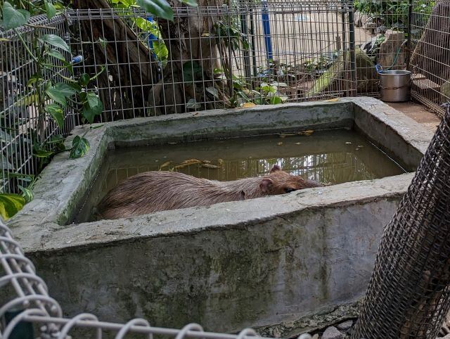 福岡県北九州市にある「響灘グリーンパーク」熱帯生態園にいるカピバラがお風呂に入っている画像