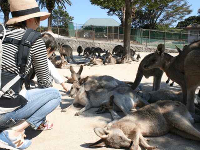 福岡県北九州市にある「響灘グリーンパーク」カンガルー広場でふれあいを楽しんでいる母子の画像