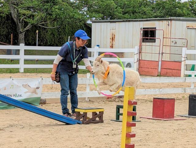 福岡県北九州市にある「響灘グリーンパーク」で行われたヤギ＆ポニーショーのヤギのリオくんがわっかくぐりをしている画像