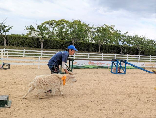 福岡県北九州市にある「響灘グリーンパーク」で行われたヤギ＆ポニーショーのヤギのリオくんがスタッフのお姉さんの指示にしたがって走っているところ