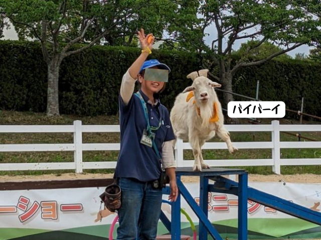 福岡県北九州市にある「響灘グリーンパーク」で行われたヤギ＆ポニーショーのヤギのリオくんとスタッフのお姉さんが観客にバイバイと手を振っている画像